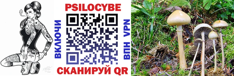 Галлюциногенные грибы Cubensis  Кедровый 